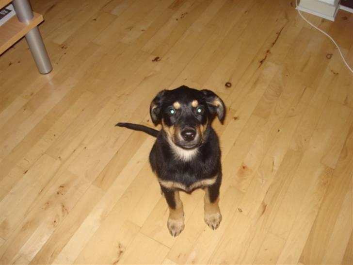 Blanding af racer Barso - 8 uger gammel :P billede 2