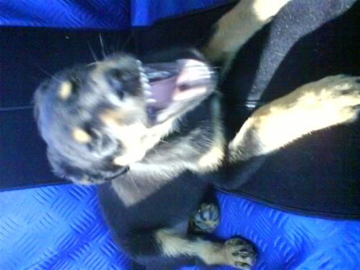 Blanding af racer Barso billede 3