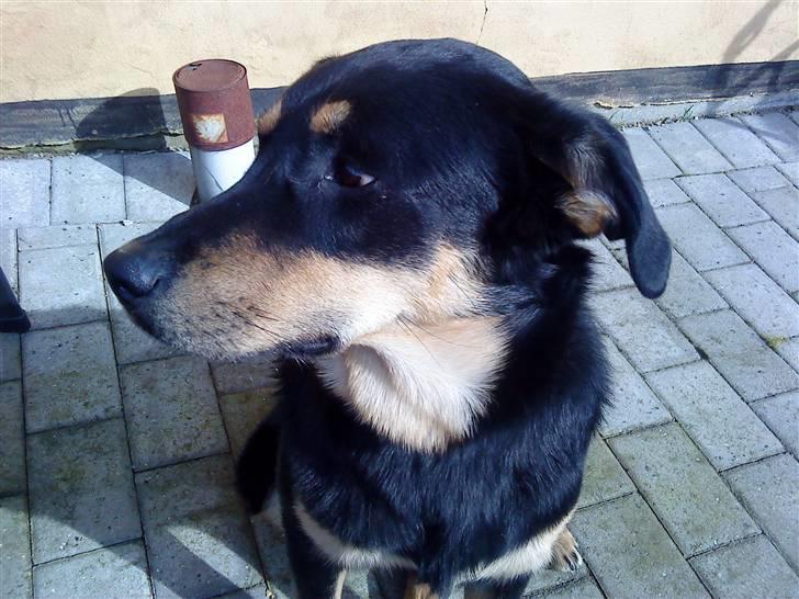 Blanding af racer Barso billede 4