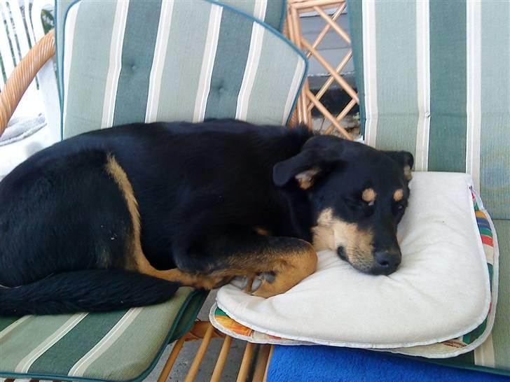 Blanding af racer Barso billede 5