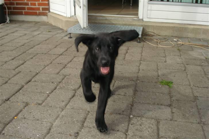 Labrador retriever Simba billede 8