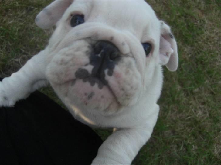 Engelsk bulldog Douglas  - Nyeste skud på stammen :) billede 1