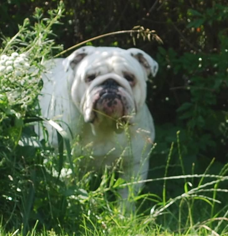 Engelsk bulldog Douglas  billede 2