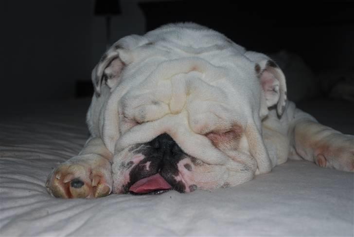 Engelsk bulldog Douglas  - Douglas tager sig lige en lur  billede 3