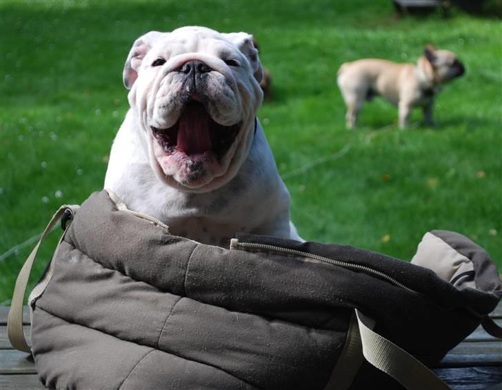 Engelsk bulldog Douglas  billede 5