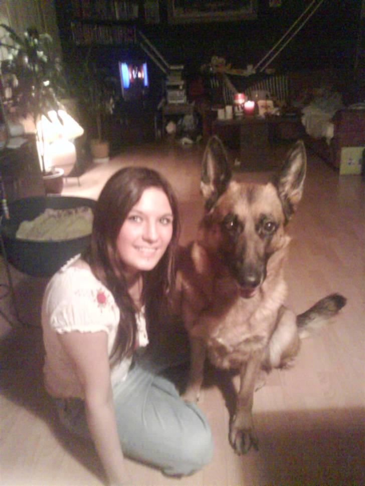 Schæferhund Fie billede 5