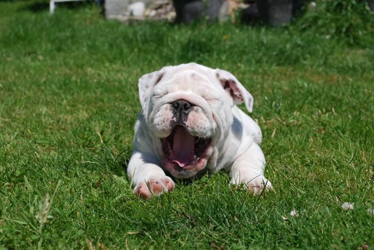 Engelsk bulldog Douglas  billede 6