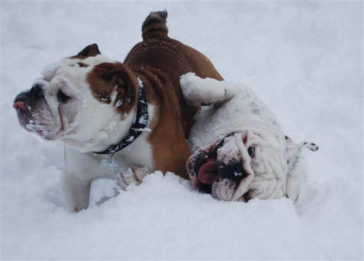 Engelsk bulldog Douglas  - Douglas og legeven, Poul billede 7