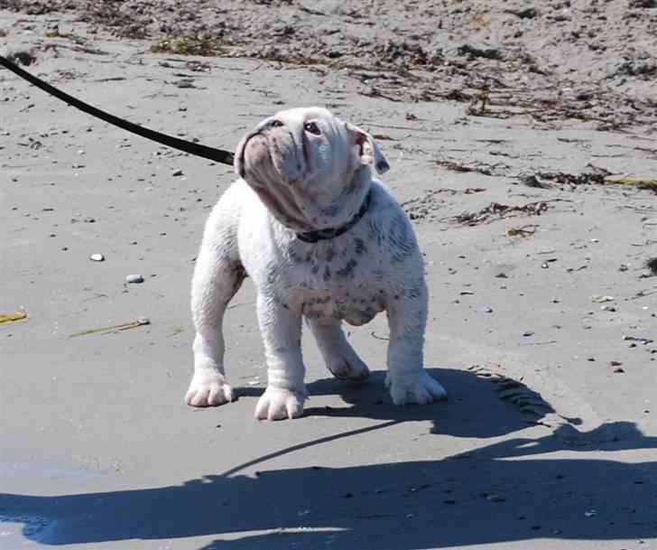 Engelsk bulldog Douglas  - Douglas på strandtur billede 8