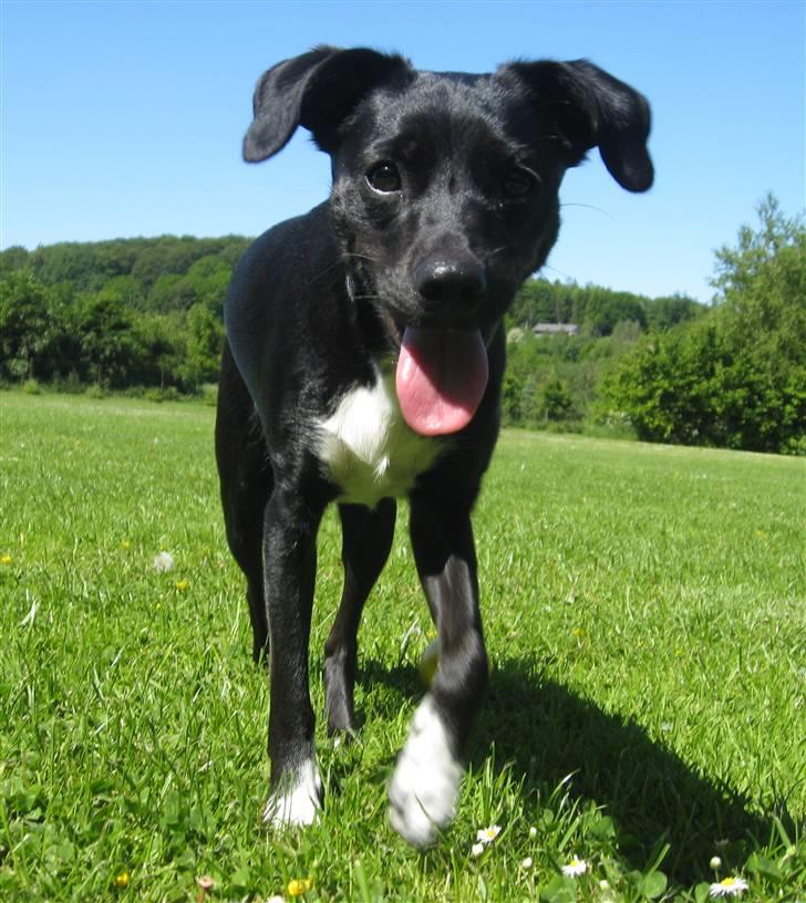 Blanding af racer Karla Malone - Min smukke glade pige, nu 1 år gammel billede 8