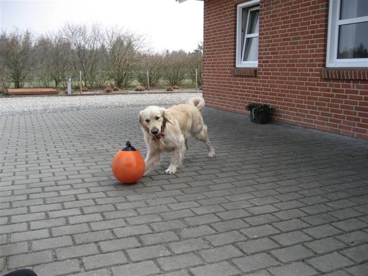 Golden retriever Balou - Balou der leger med sin bøje :) billede 1