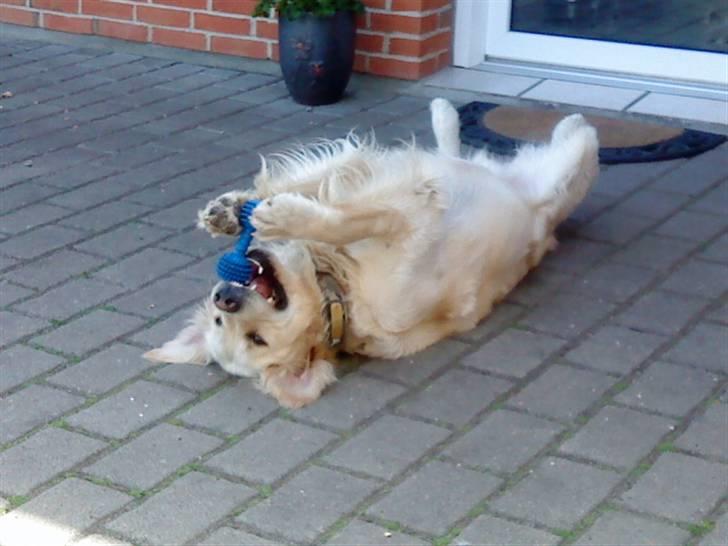 Golden retriever Balou - Balou der ligger og leger med et gummikødben billede 2