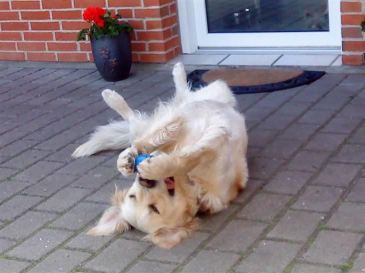 Golden retriever Balou - Ligger stadig og leger med gummikødben :) billede 3