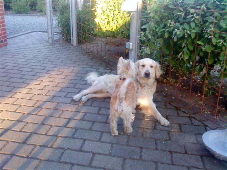 Golden retriever Balou - Balou og Vimse :) billede 4