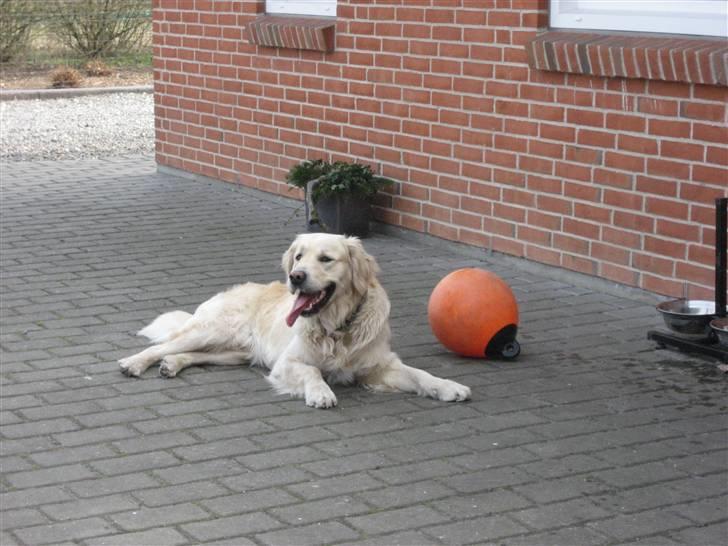 Golden retriever Balou - Balou der slapper af efter at han har leget med sin bøje :P billede 5