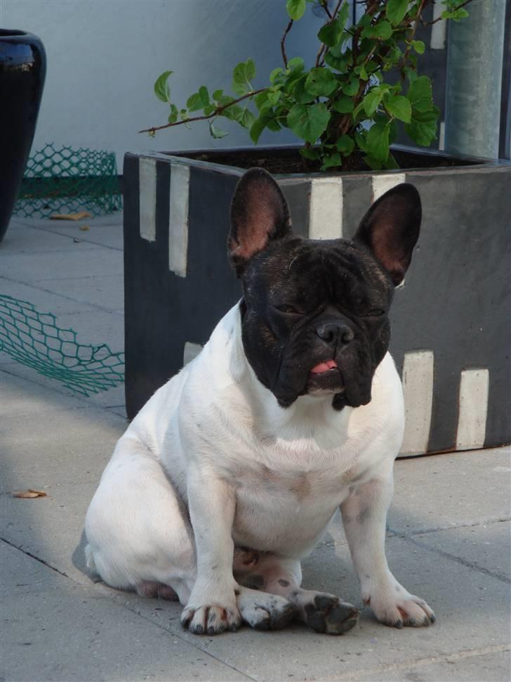 Fransk bulldog Pluto - Sidder på min tagterrasse og koger 14 måneder. billede 19