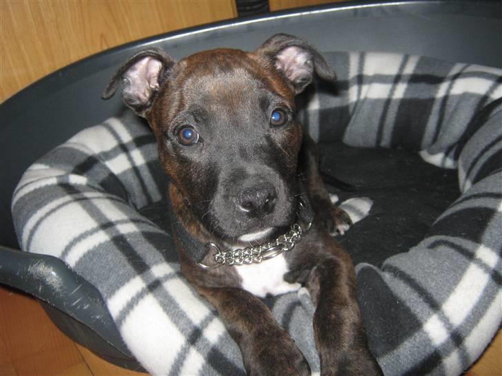 Blanding af racer AST/SBT Tonzer billede 9