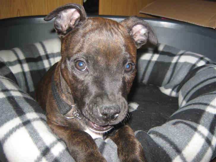 Blanding af racer AST/SBT Tonzer billede 10