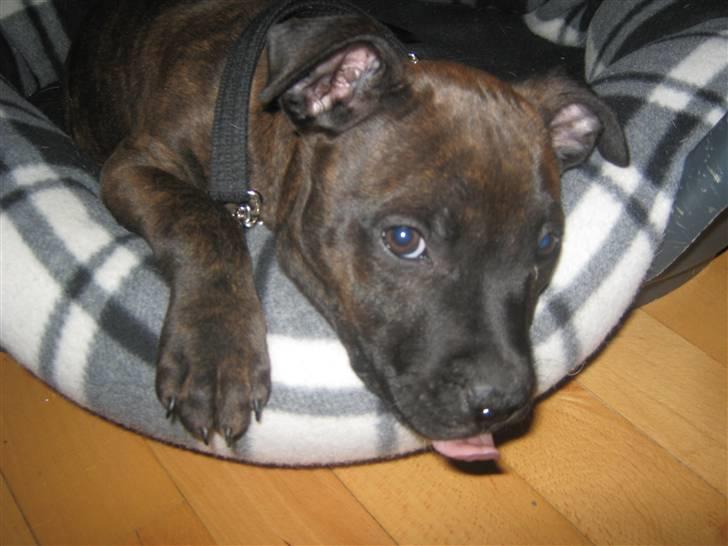 Blanding af racer AST/SBT Tonzer billede 11