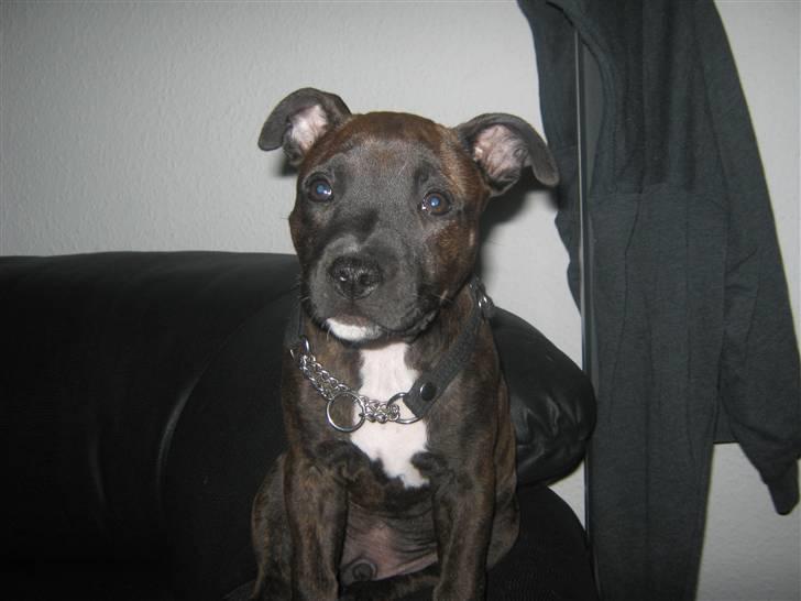 Blanding af racer AST/SBT Tonzer billede 12