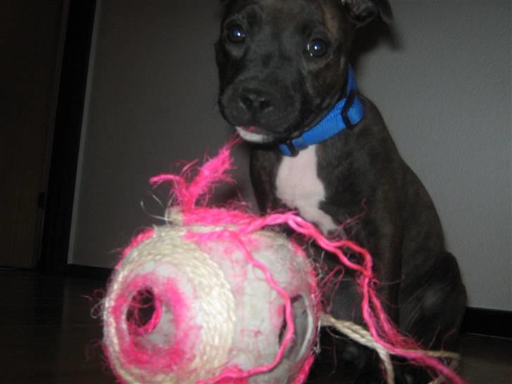 Blanding af racer AST/SBT Tonzer billede 13