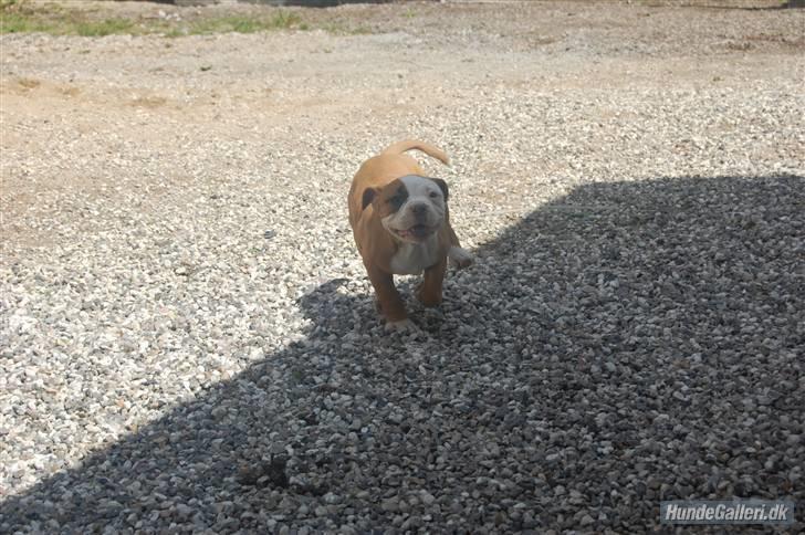 Amerikansk bulldog Amazing Bulldog Rosa - var der nogen der sagde guffere????  billede 14
