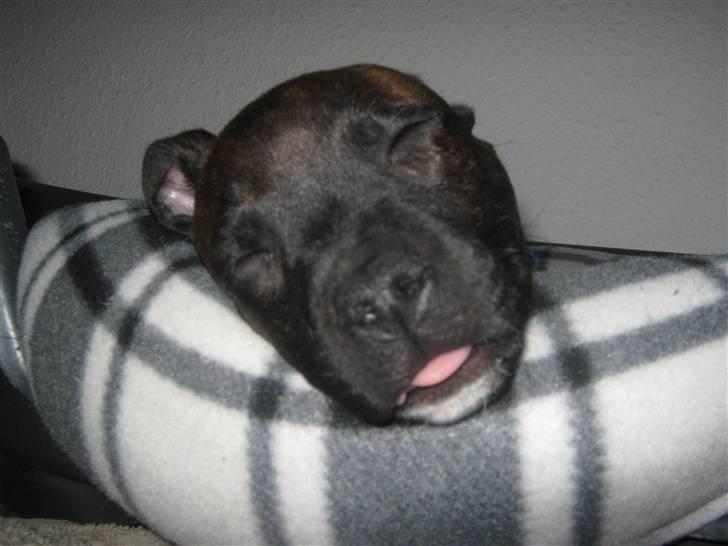 Blanding af racer AST/SBT Tonzer billede 14