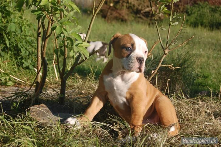 Amerikansk bulldog Amazing Bulldog Rosa - bemærk lige hvor smuk og fin jeg er allerede...kun 8 uger gammel ! billede 15