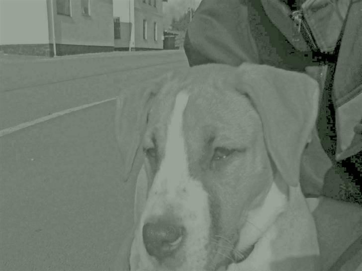 Blanding af racer coco - prof foto billede 1