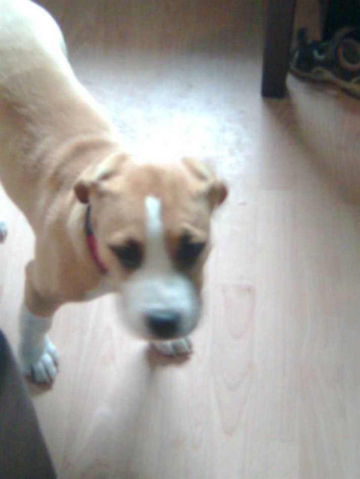 Blanding af racer coco - se der var hun kun 5 måneder billede 2