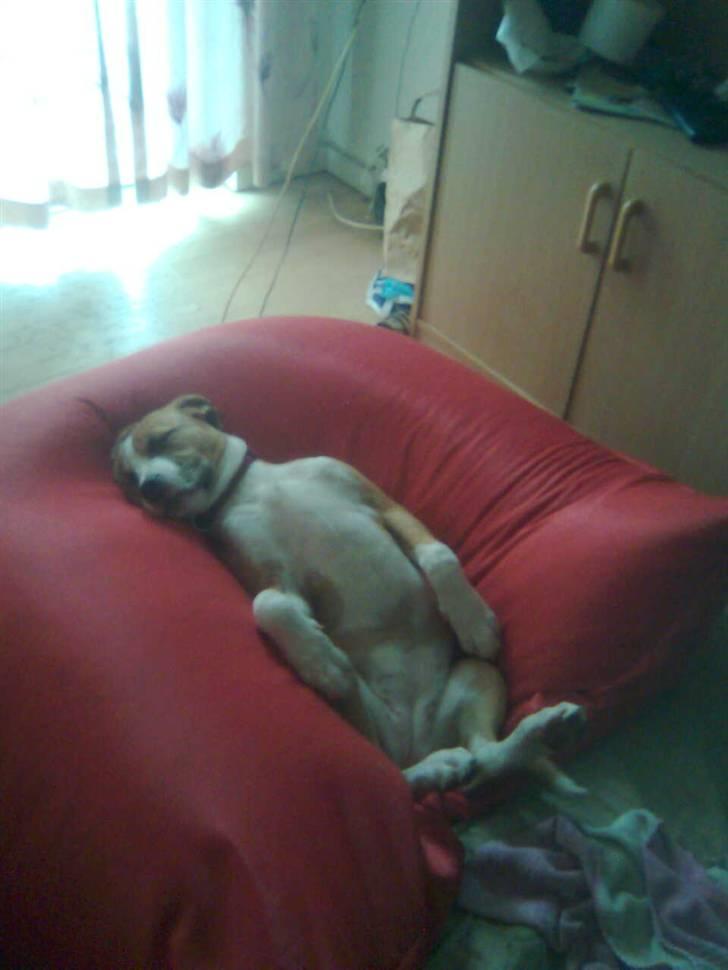 Blanding af racer coco - her tager coco sig en skraver billede 3