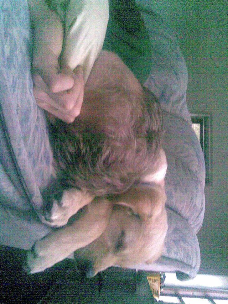 Blanding af racer Sasha - sover lige i sofaen med far!! hehe billede 13