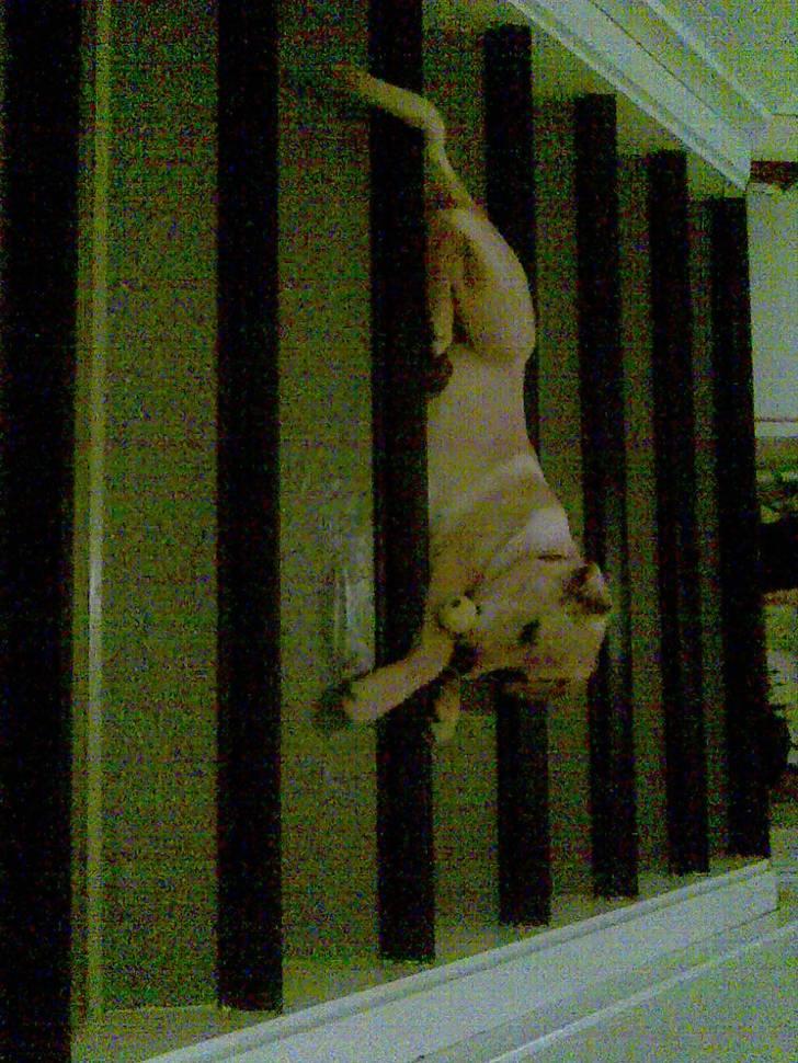 Blanding af racer Sasha - ligger lige og nyder udsigten fra trappen!! billede 14