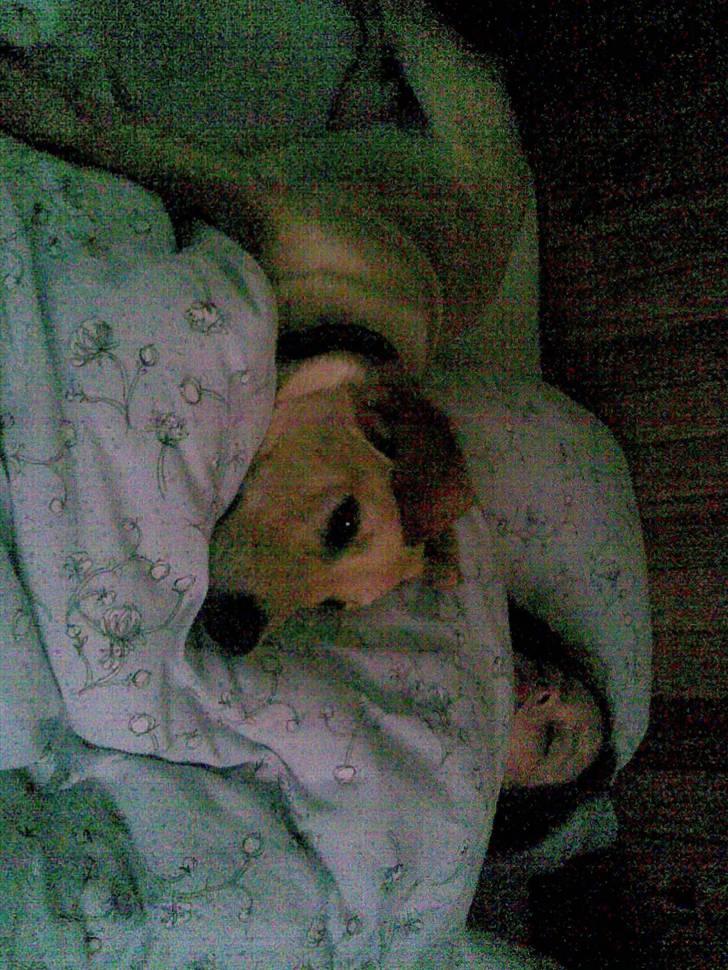 Blanding af racer Sasha - sover lige sammen med mor! hyggggggeeeee billede 15