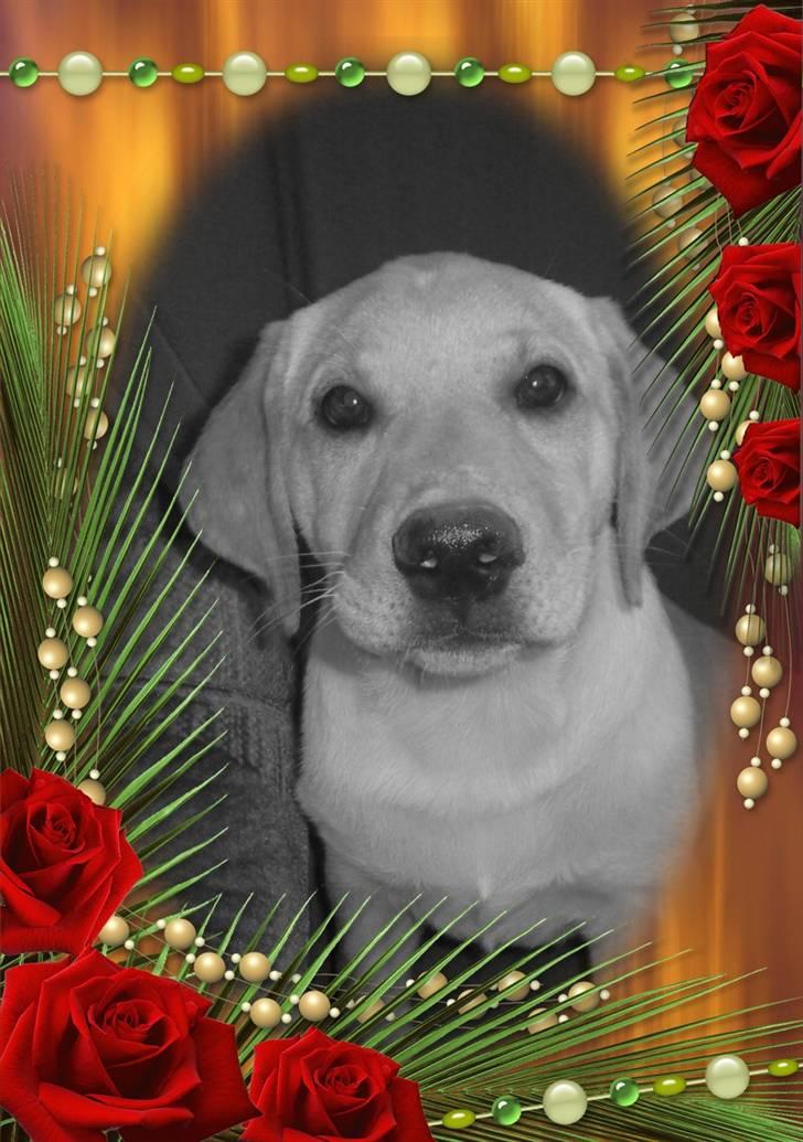 Labrador retriever Dumle - mor leger med billeder billede 5