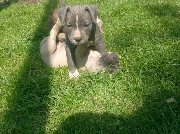 Amerikansk staffordshire terrier Lady Blue Shiva billede 3