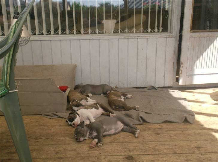 Amerikansk staffordshire terrier Lady Blue Shiva - her ligger jeg og sover med mine søskende, jeg ligger helt oppe ved træværket billede 5