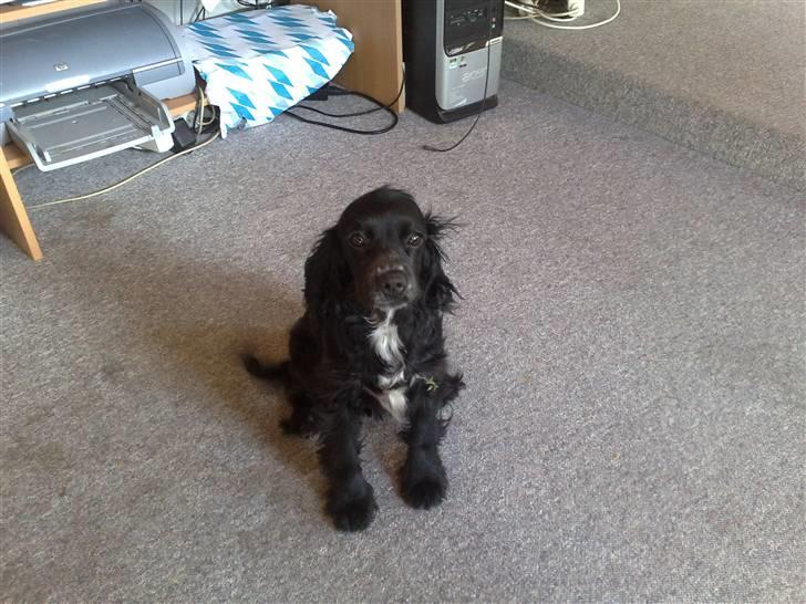 Blanding af racer Lady  - Lady billede 3