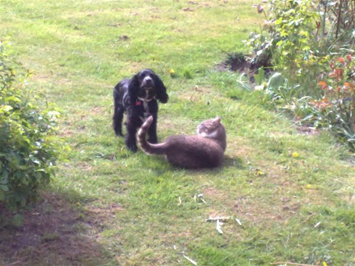 Blanding af racer Lady  - lady og theis leger billede 2