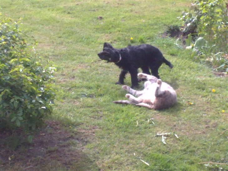 Blanding af racer Lady  - lady og theis leger billede 4