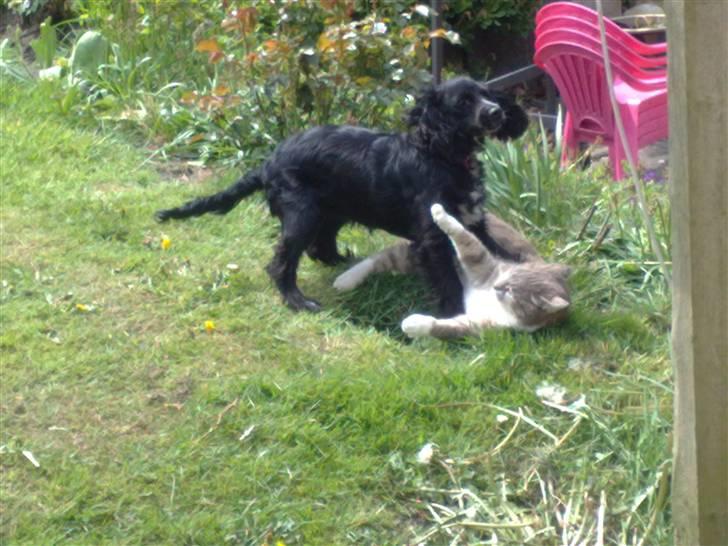 Blanding af racer Lady  - lady og theis leger billede 5