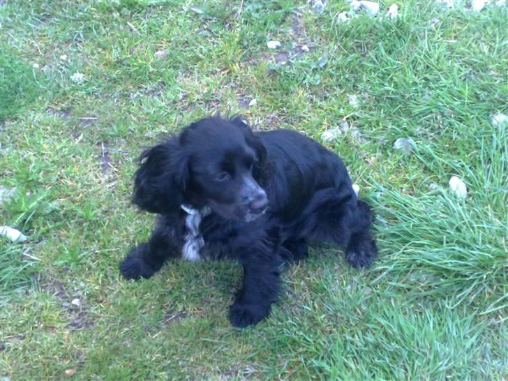 Blanding af racer Lady  - Lady billede 6