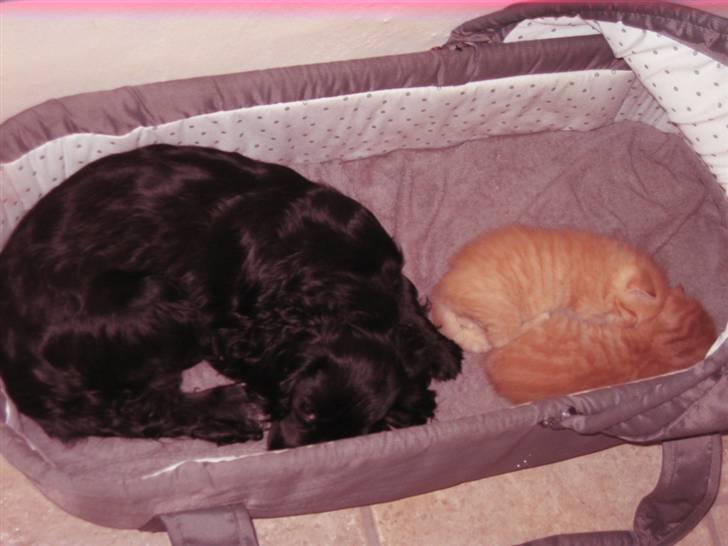 Blanding af racer Lady  - Lady, Gaffi & Garfield billede 7