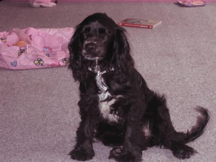 Blanding af racer Lady  - Lady billede 1