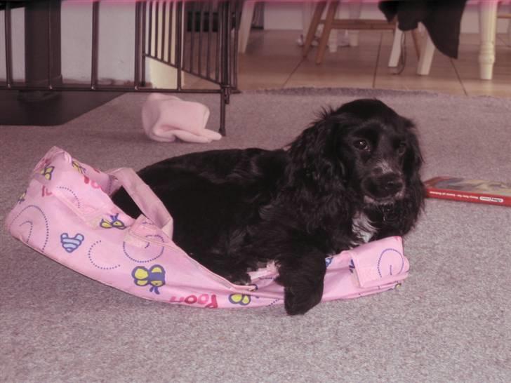 Blanding af racer Lady  - Lady hygger i en dukke lift billede 8