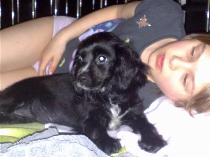 Blanding af racer Lady  - Lady og Cecilie billede 9