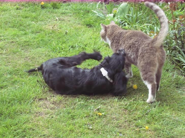 Blanding af racer Lady  - lady og theis leger billede 10