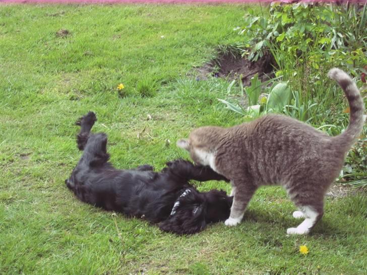 Blanding af racer Lady  - lady og theis leger billede 11