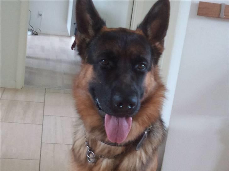 Schæferhund Buller R.I.P. billede 10