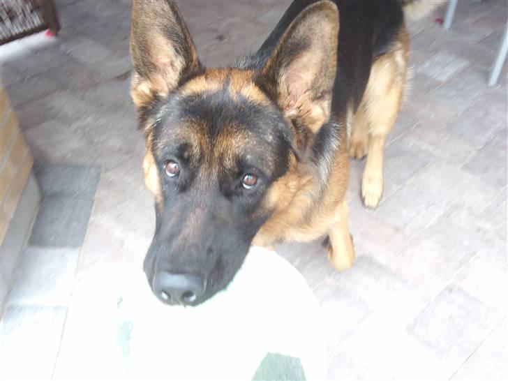 Schæferhund Buller R.I.P. billede 11